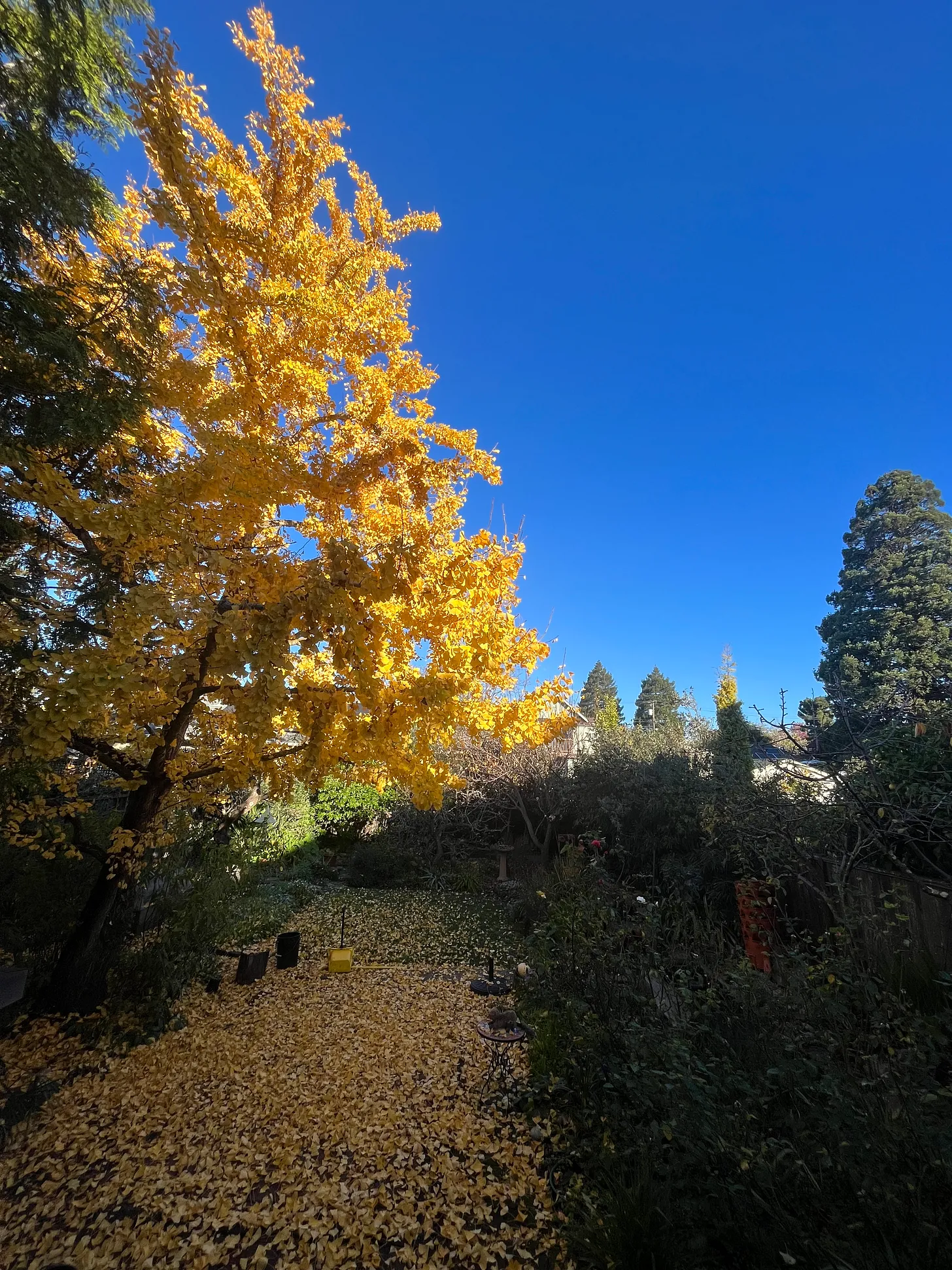 Ginkgo tree with vibrant yellow leaves